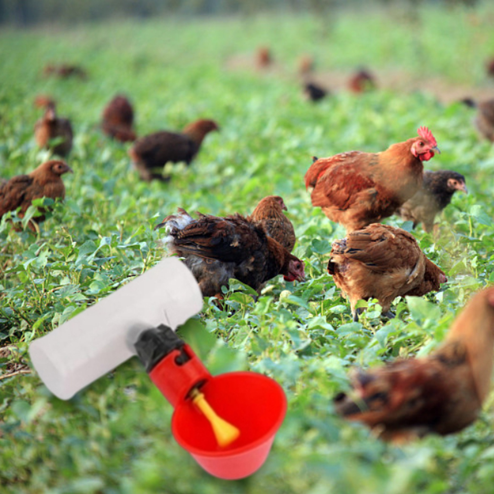 Chicken Nipple Drinker - 6 raccordi a T in PVC
