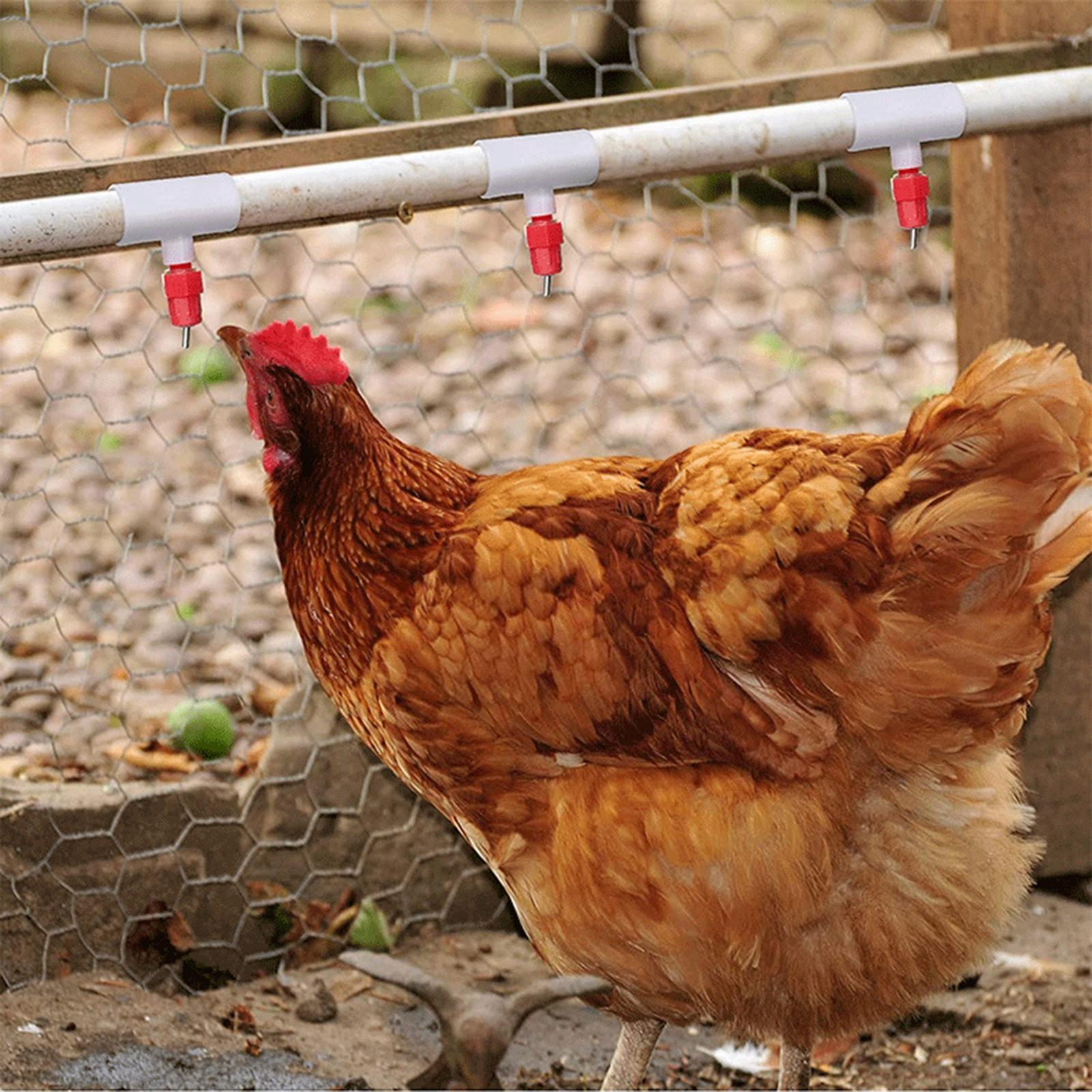 Abbeveratoio per polli Raccord - Chicken Nipple Drinker recensione e prezzo