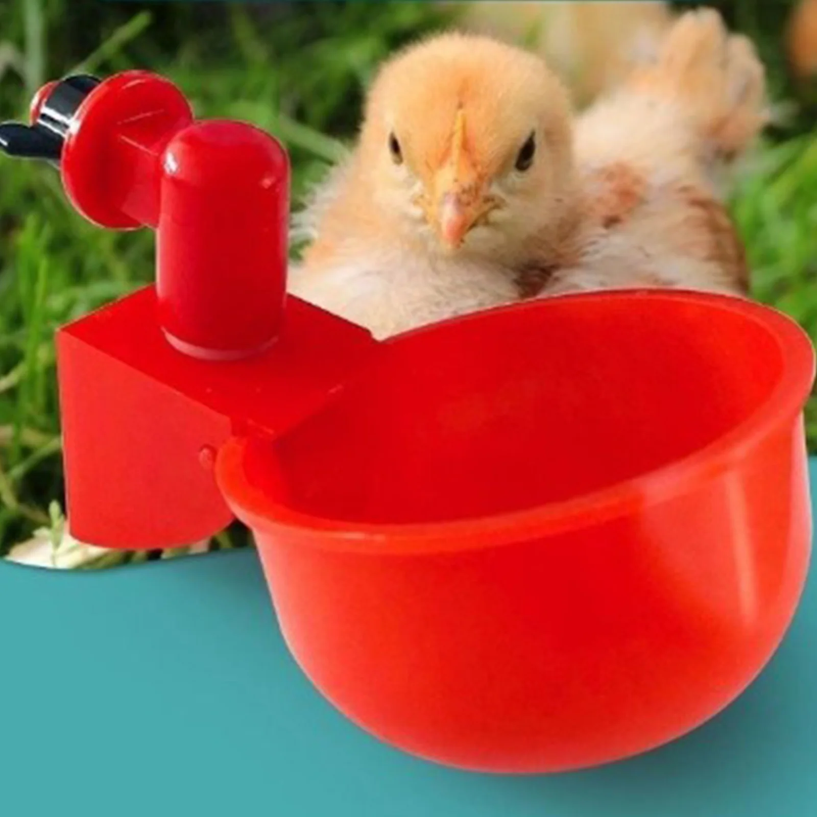 6-36 pezzi pollo anatra bere t - Chicken Nipple Drinker recensione e prezzo