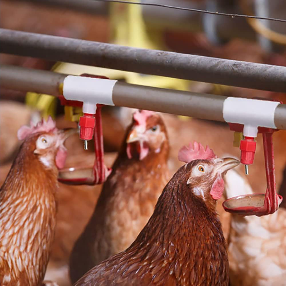 Raccordi a T in PVC per abbeve - Chicken Nipple Drinker recensione e prezzo