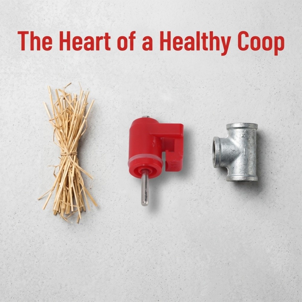 30 Pezzi Abbeveratoio a Nipple - Chicken Nipple Drinker recensione e prezzo